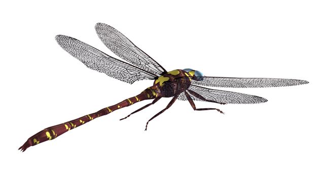 A brown gold dragonfly in mid flight with wings spread