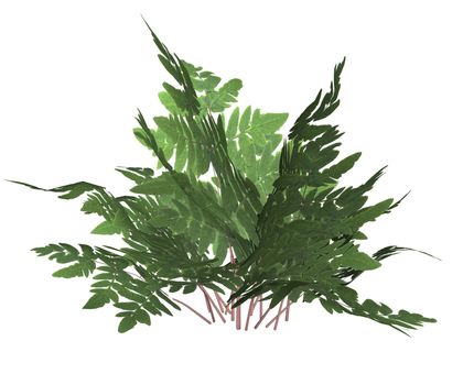 Green forest fern on a white background