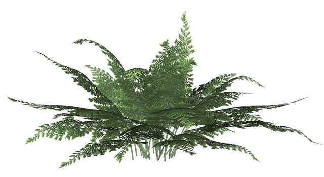 Green forest fern on a white background