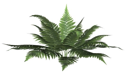 Green forest fern on a white background