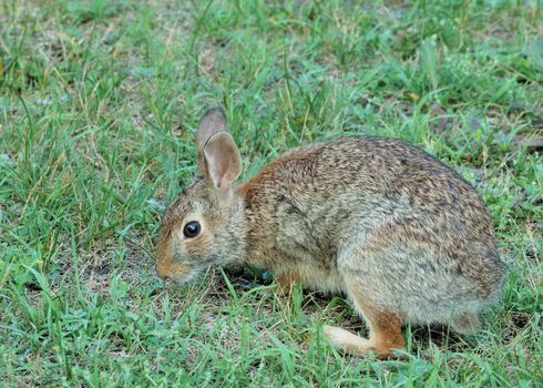Cottontail rabbit browsing on the grass.