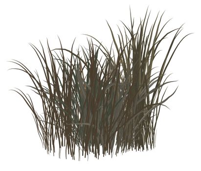 Dark grey dead grass on a white background