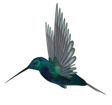 Blue green hummingbird having brilliant iridescent plumage and long slender bills; wings are spread for vibrating flight