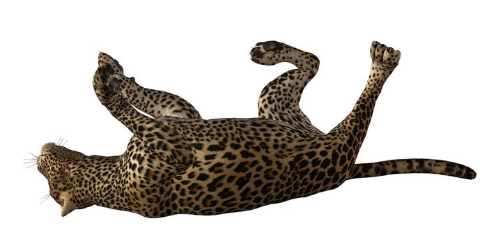 Jaguar on its back