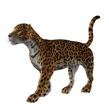 Jaguar standing