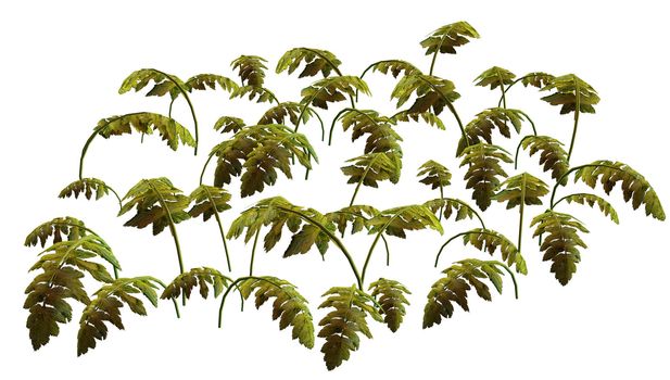 Green jungle plant on a white background