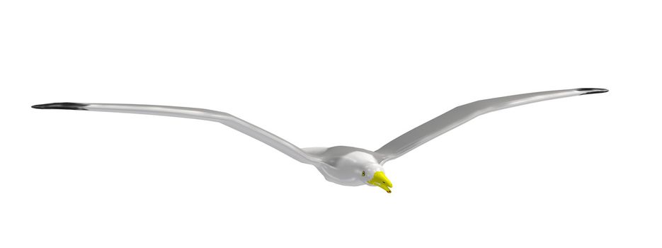 White seagull with yellow beak