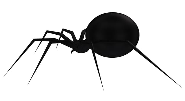 Black spider silhouette