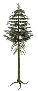 Full Pine tree on a white background