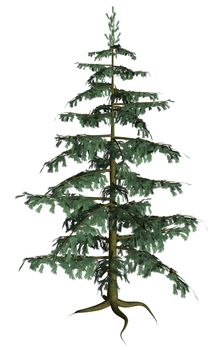 Full Pine tree on a white background