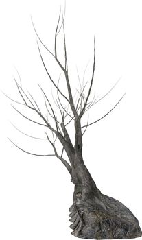 Dead tree with no leaves on a white background