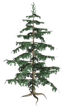 Full Pine tree on a white background