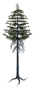 Full Pine tree on a white background