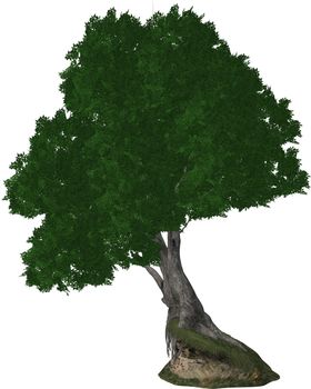 One big tree on a white background