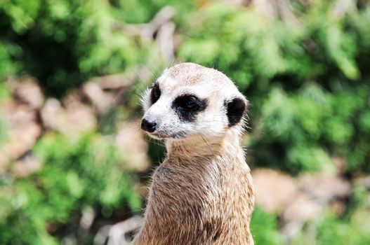 a little meerkat pose as if for a portait