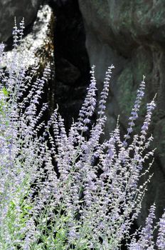 purple flowers against dark rocks on a bright summer day