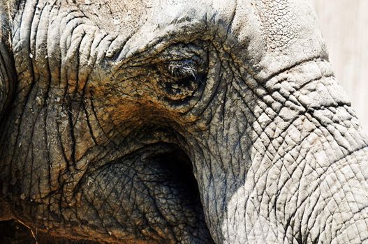 The mud caked face of a large elephant