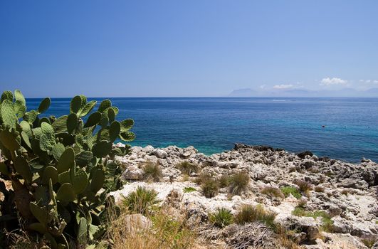 A cactus (opuntia ficus indica) with Mediterranean Sea in background; Riserva dello Zingaro, Sicily, Italy