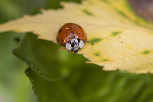 Macro shot of a ladybug on a leaf