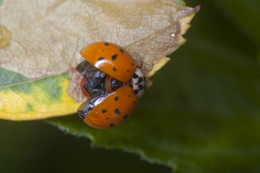 Macro shot of a ladybug on a leaf