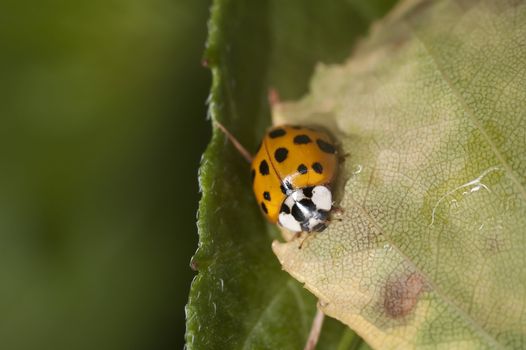 Macro shot of a ladybug on a leaf