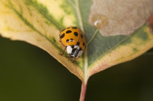 Macro shot of a ladybug on a leaf