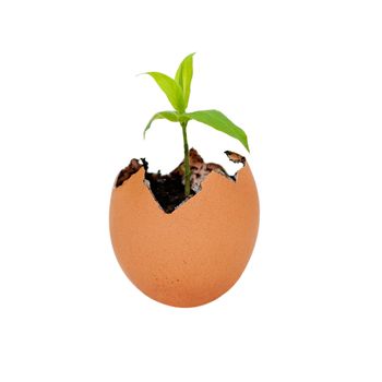 Brown egg shell cracked open with Earth dirt sand and sprouting green plant growing metaphor for new life and environment, isolated.