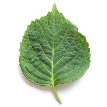 Green leaf isolated over white background with soft shadow