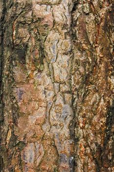 Cherry plum tree bark close-up as a background