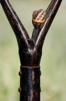 A common garden snail traversing the inside of a garden fork handle.