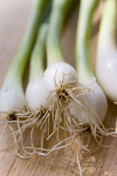 A bunch of fresh green spring onions