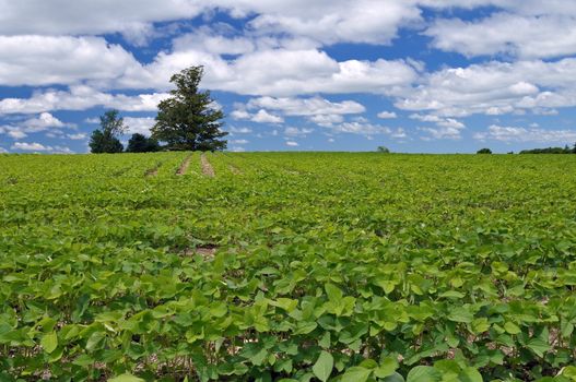 soybeans in a large field with a tree