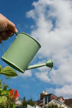A small hand held watering can being held aloft against an urban garden scene.Water emerging from spout of watering can.