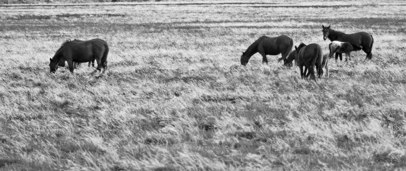 A herd of wild horses roams through Nevada.