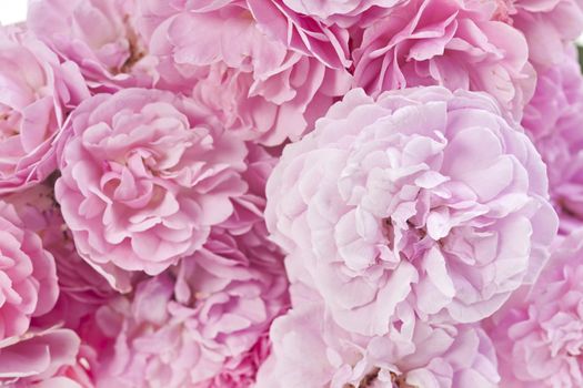 pink roses isolated on a white background