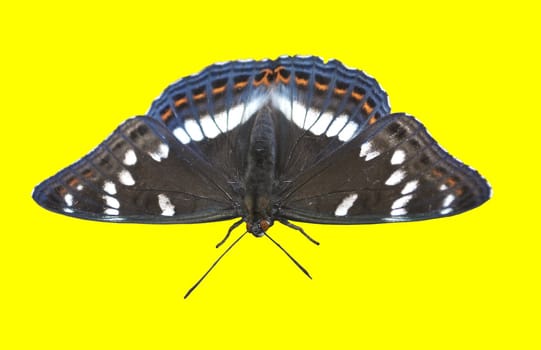 the  butterfly Limenitis populi on the white background