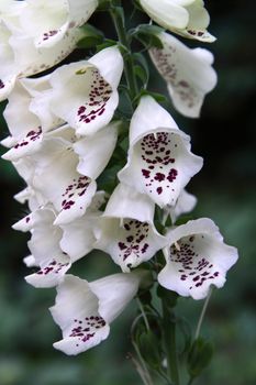 Each Foxglove ('digitalis') flower has a unique pattern within its tubular shape. Digitalis is used in the treatment of heart conditions