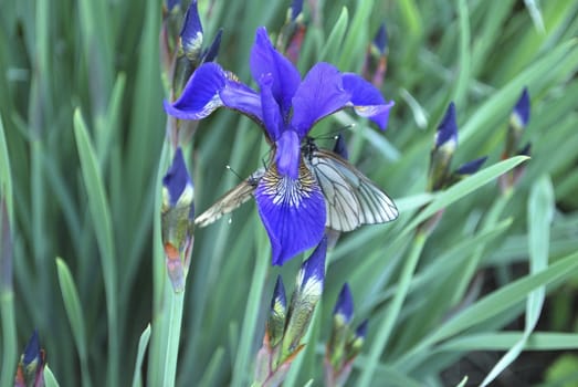 the iris and the white butterflies  macro