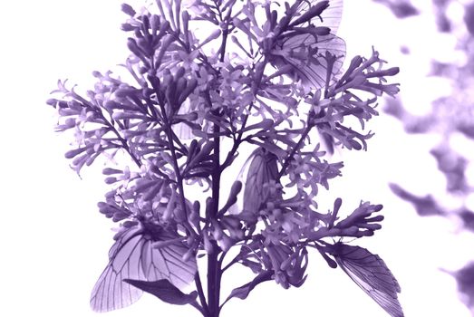 the lilac and the butterfly, monochromatic image