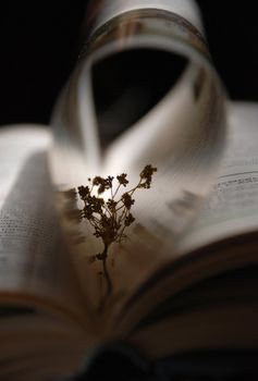 A stillife with an open book and a flower, evening