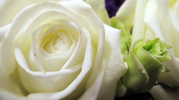 the purity and cleanness of a beautiful white rose