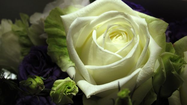 the purity and cleanness of a beautiful white rose
