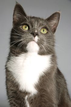A portrait of a grey and white cat on grey
