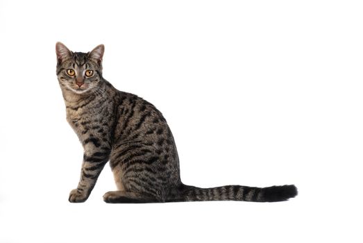 A tabby cat sitting on white