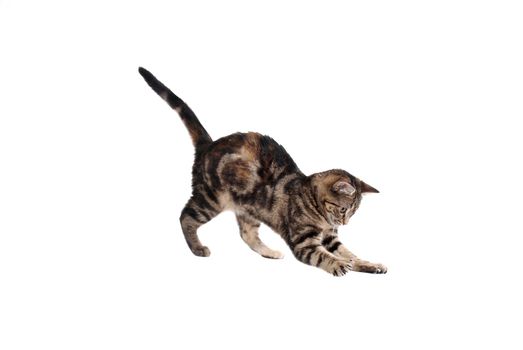 A pouncing kitten isolated on white