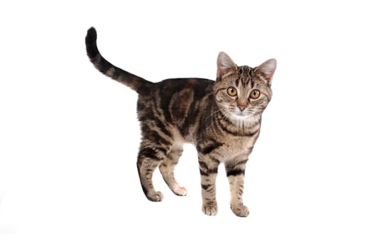 A tabby cat isolated on white