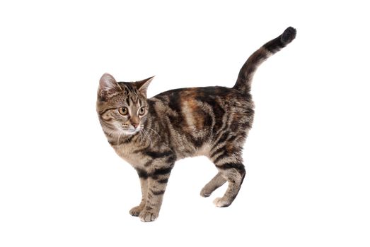 A tabby cat isolated on white