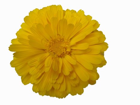 bright yellow sundrop flower isolated on white background