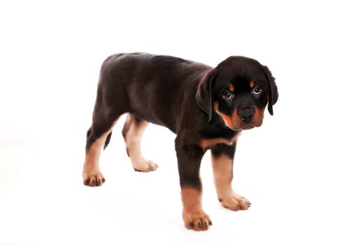 Rottweiler puppy on a white background.
