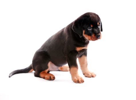 Rottweiler puppy on a white background.